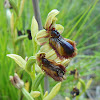 Erva-abelha-maior