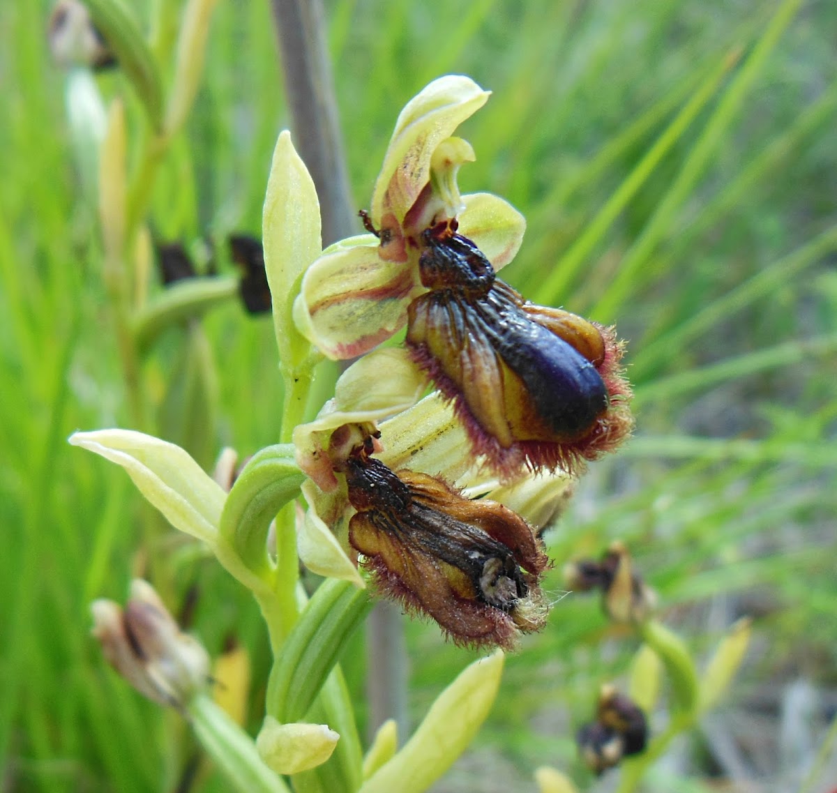 Erva-abelha-maior