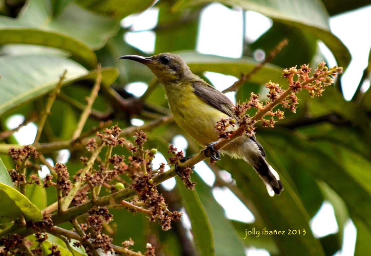 Olive-Backed Sunbird (Female)