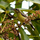 Olive-Backed Sunbird (Female)