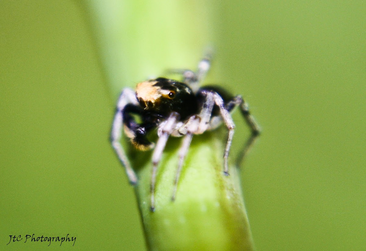 Jumping Spider