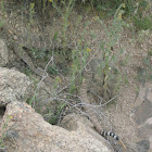 Western Diamondback Rattlesnake