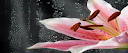 SERENITY WELLNESS SPA - NEW PLYMOUTH CLINIC logo