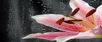 SERENITY WELLNESS SPA - NEW PLYMOUTH CLINIC logo