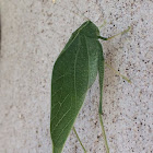 Greater anglewing katydid