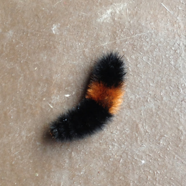 Woolly Bear Moth Project Noah