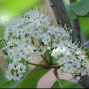 Rusty Blackhaw Viburnum bloom