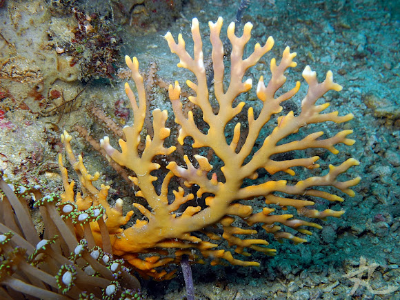 Lace Coral | Project Noah