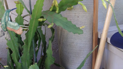 Queen Of The Night Flower, Night Queen Dahlia Tuber | Svedin's Nursery - You will need to set an alarm to shoot.