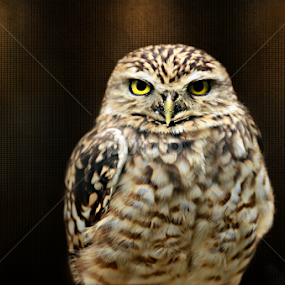 mr grumpy  by Marie Leather - Animals Birds