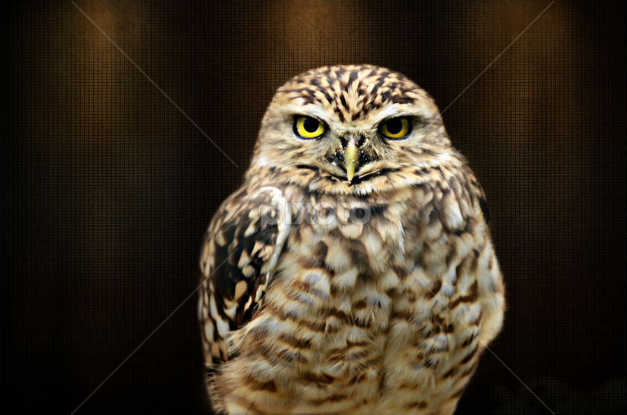 mr grumpy  by Marie Leather - Animals Birds