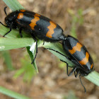 Blister Beetle (copulation) ♂ ♀