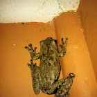 Perons tree frog