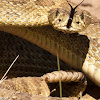 Plains Rattlesnake