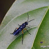 Sawfly wasp