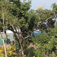 紅薔薇景觀餐廳