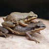 Southeastern chorus frog