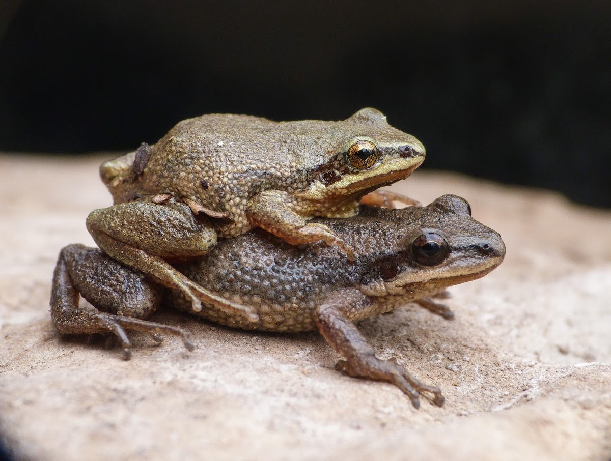 Southeastern chorus frog