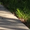 Curled tail lizard