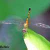 Seaside Dragonlet Dragonfly (female)