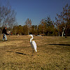 Great Egret