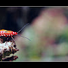 Bapak Pucung/Red Cotton Bug