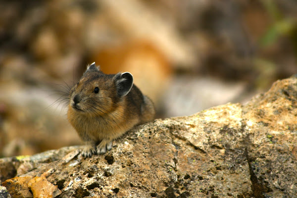 American Pika Project Noah