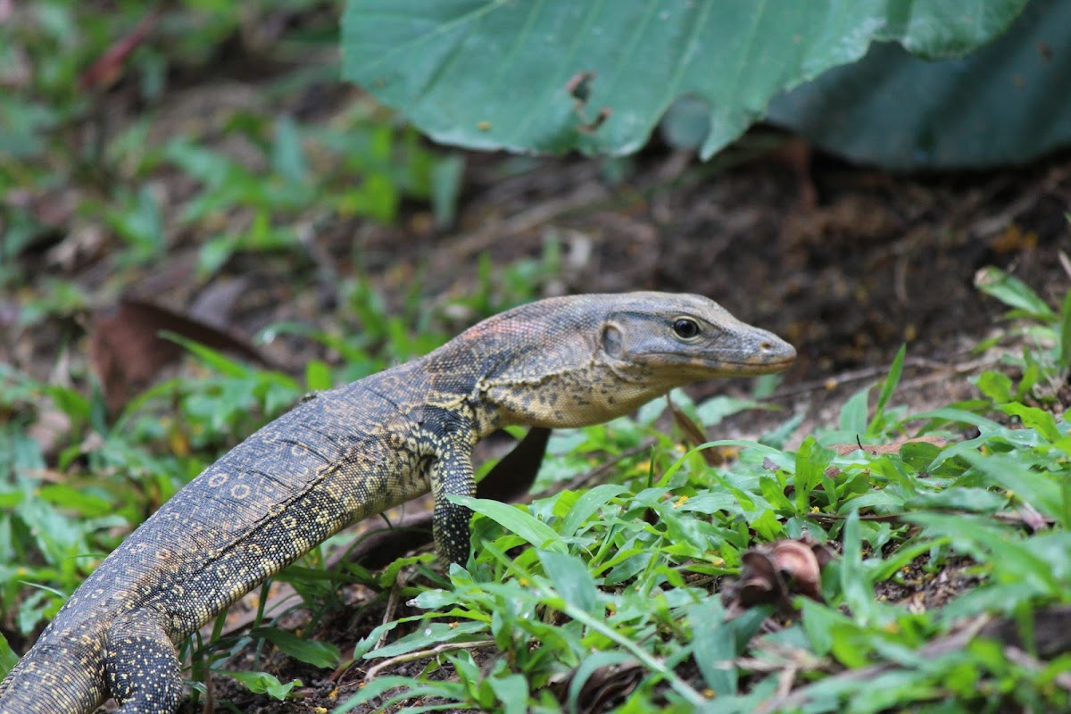 South East Asian Water monitor
