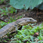 South East Asian Water monitor