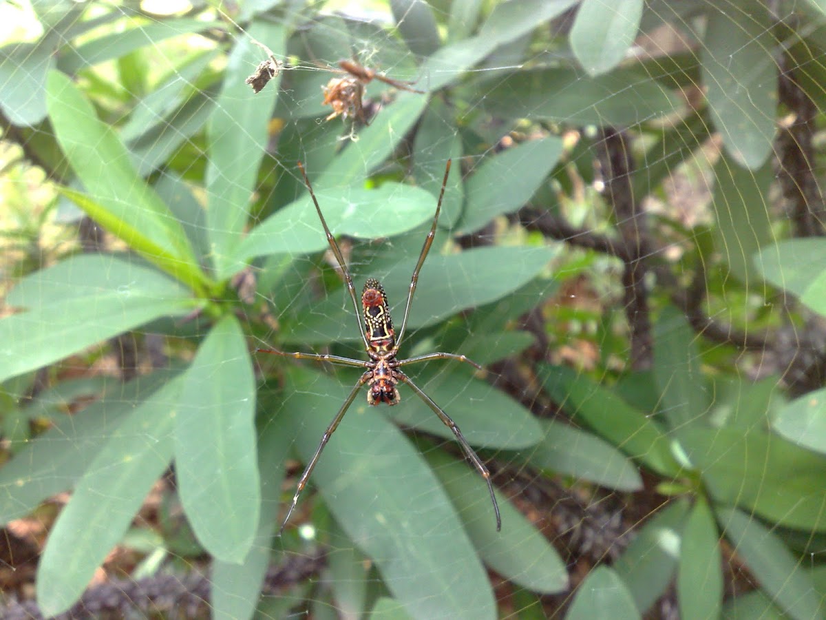 Giant Wood Spider
