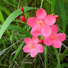Rose-Flowered Jatropha