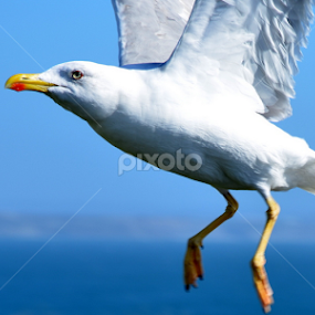 SEAGUL by Maria Ferreira - Animals Birds