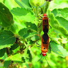 Red Cotton Stainer