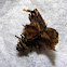Leaf Case Moth
