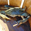 Maryland blue crab