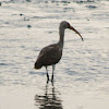 American White Ibis (immature) / Ibis blanco americano (Inmaduro)