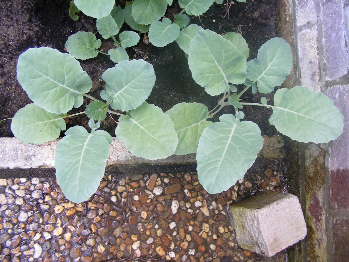Brassica oleracea 