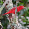 Summer Tanager (Adult male)