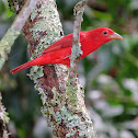 Summer Tanager (Adult male)