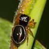 Round Ant-eater