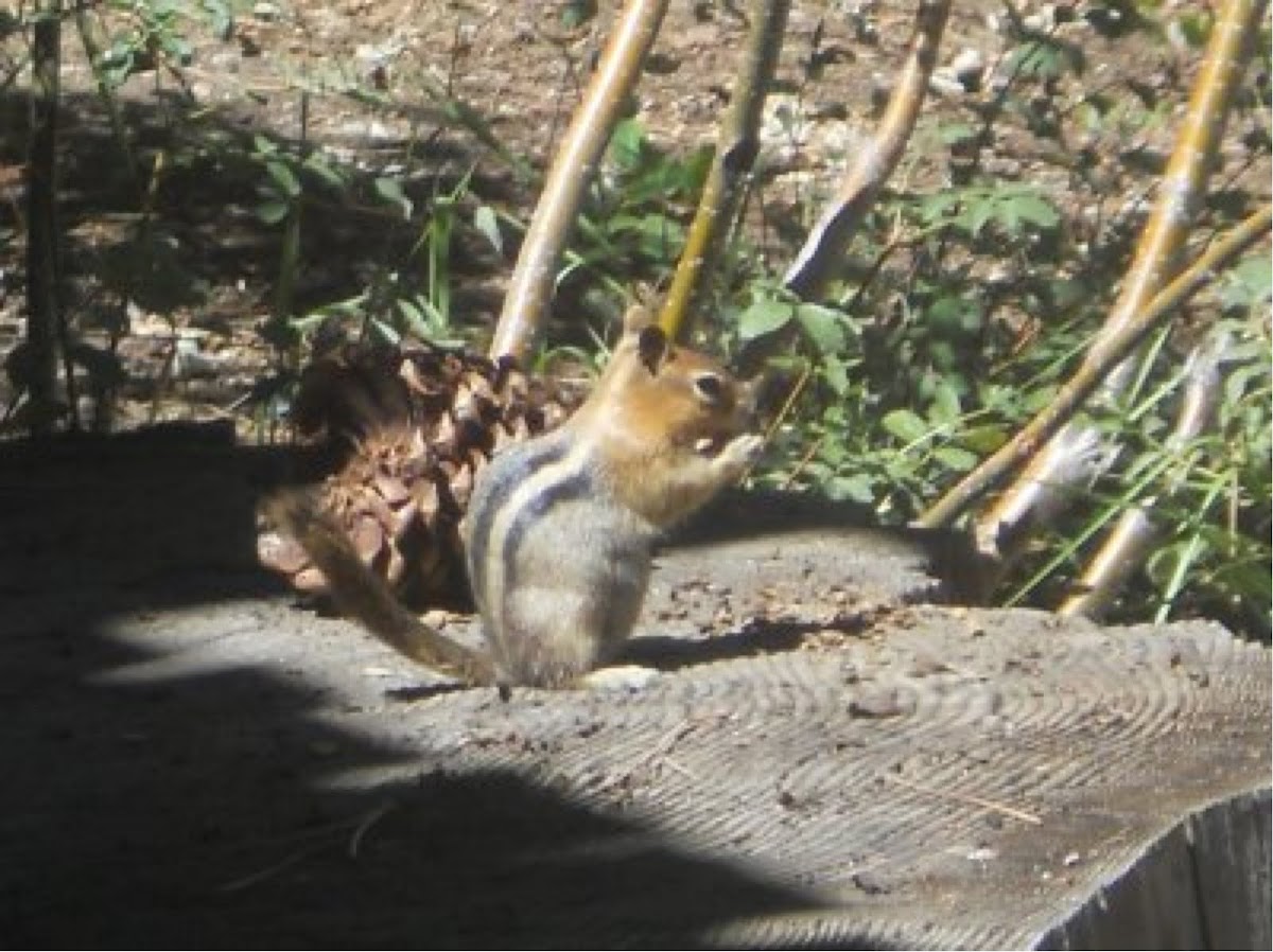 Golden mounted ground squirrle