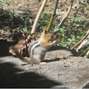Golden mounted ground squirrle