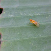 Tiny Orange Fly