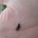 Seven Spotted Ladybug (Larvae)