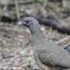 Plain Chachalaca