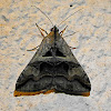 Cellar Melipotis Moth