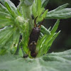 European Earwig