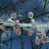 Bit frosty today. by John Marcum -  