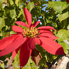 Poinsetta