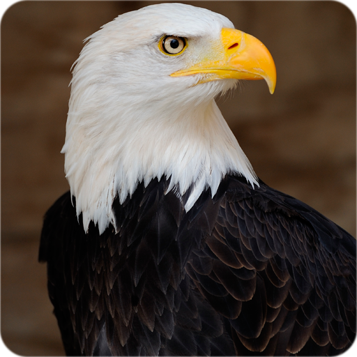 Eagle wallpapers LOGO-APP點子